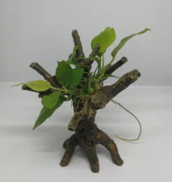 Goldenes Speerblatt-Bäumchen Mit Baumkrone / Urwaldbaum KLEIN Mit Anubia Nana GOLD-BLATT