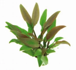 Gelber Wasserkelch / Cryptocoryne Walkeri "lutea"