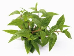 XL In-Vitro Staurogyne Spec. 'Porto Velho'