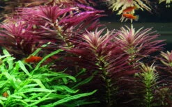 Tannenwedelähnlicher Sumpffreund / Limnophila Hippuridoides