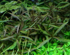 Hygrophila Spec. 'Araguaia' / Hygrophila Lancea