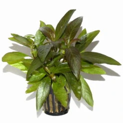 Thailändischer Wasserfreund / Hygrophila Corymbosa 'Siamensis' Im Topf