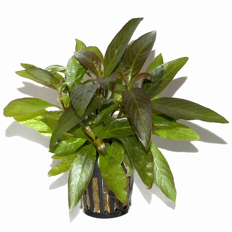 Thailändischer Wasserfreund / Hygrophila Corymbosa 'Siamensis' Im Topf