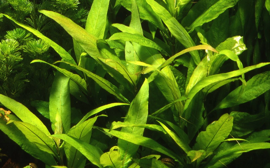 Thailändischer Wasserfreund / Hygrophila Corymbosa 'Siamensis' Im Topf – Bild 2
