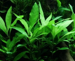 Schmalblättriger Wasserfreund / Hygrophila Corymbosa 'Siamensis 53B' Im Topf