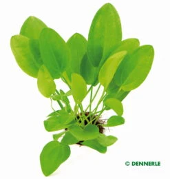 Dennerle Mini - Fröschlöffel / Echinodorus Cordifolius MINI