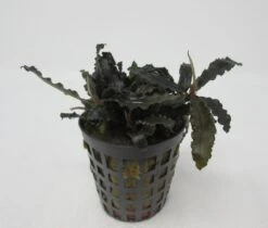 Bucephalandra Spec. ´Deep Purple´ Im Topf ***RARITÄT***