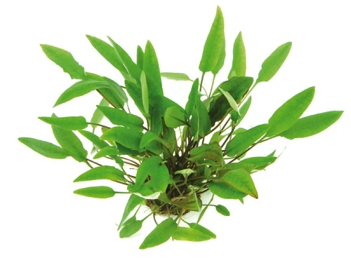 Geflammt Braunblättriger Wasserkelch / Cryptocoryne Affinis