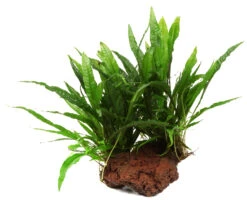 Großer Lavastein Mit Javafarn / Microsorum Pteropus Auf Lavastein - Gr. XL