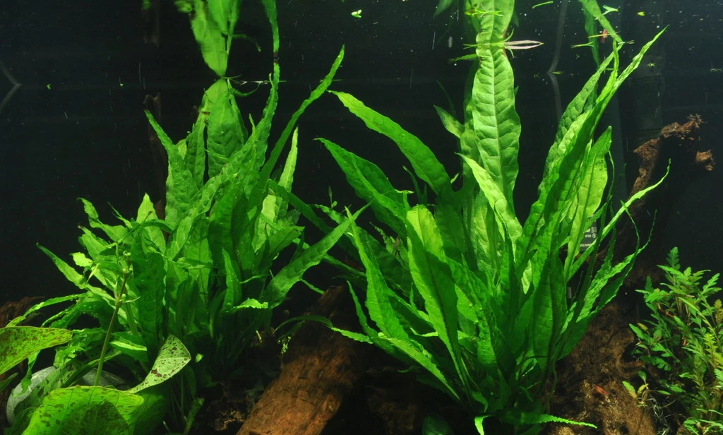 Wurzel Mit Javafarn / Microsorum Pteropus Auf Wurzel – Bild 2