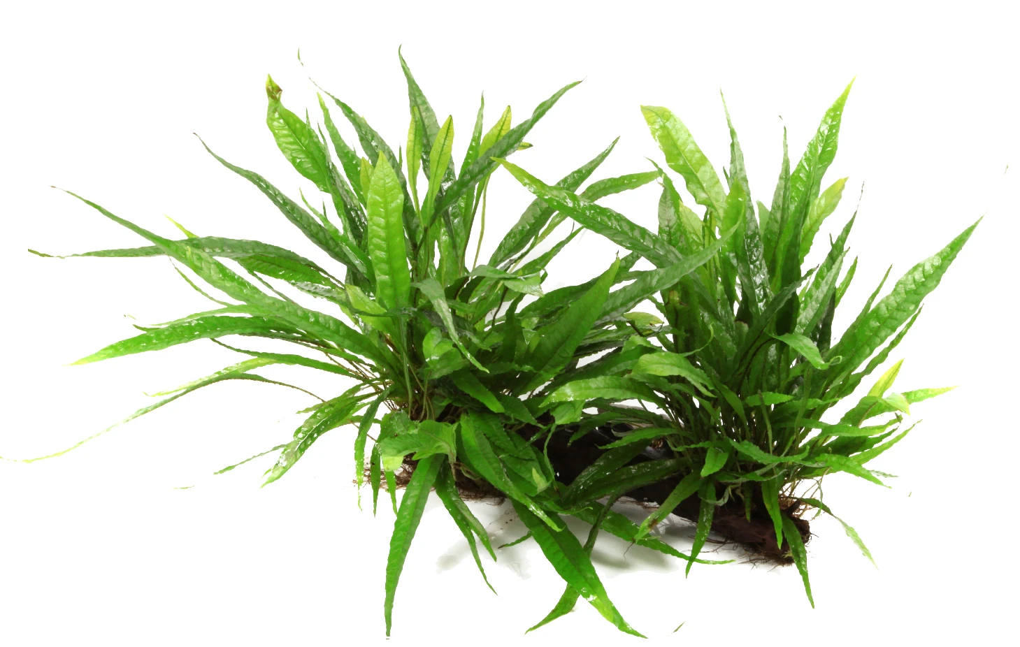 XL Wurzel Mit Javafarn / Microsorum Pteropus Auf Wurzel Gr. XL