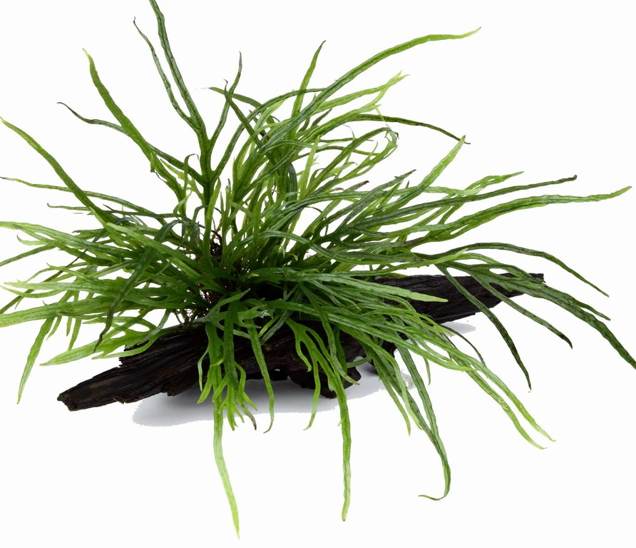 Wurzel Mit Trident Javafarn / Microsorum Pteropus Trident