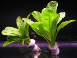 Samolus Schwertpflanze / Echinodorus Pariflorus TROPICA