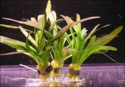 Kleines Flutendes Pfeilkraut / Sagittaria Sabulata