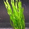 Vallisneria Americana Mini Twister / Vallisneria Twisted
