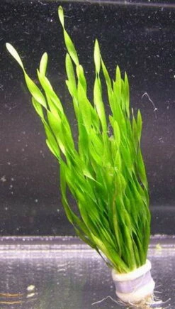 Kleine Amerikanische Sumpfschraube / Vallisneria Tortifolia Im Topf
