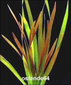 Rote Riesenvallisneria / Vallisneria Rubra Serpenta Im Kräftigen Bund