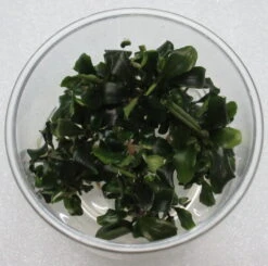 XL In-Vitro Bucephalandra Wavy Green - TOP-Rarität