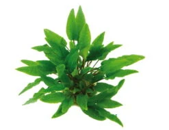 XL In-Vitro Grüner Wasserkelch / Cryptocoryne Wendtii Grün