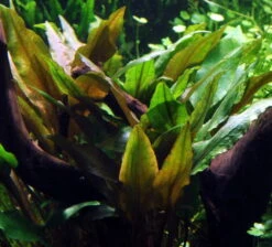 Wallis Wasserkelch / Cryptocoryne Wallisi, Sehr Gutwüchsiger Wasserkelch