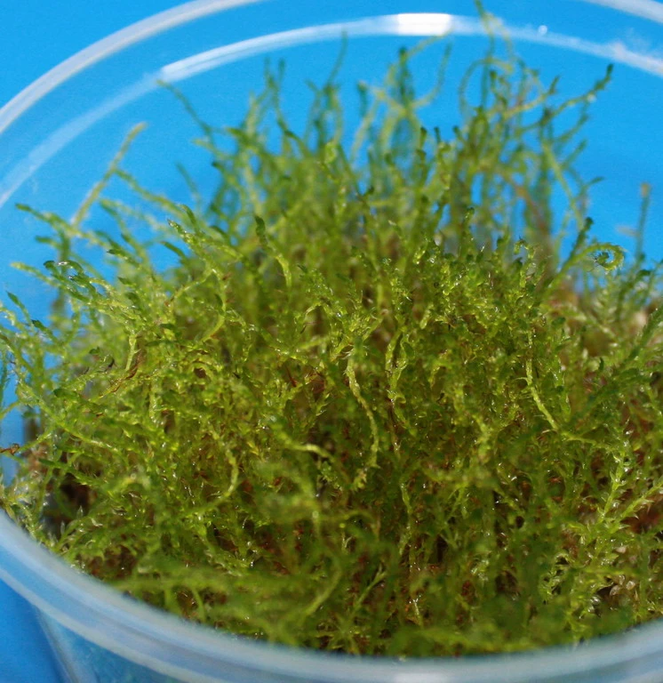 XL In-Vitro Kriechmoos Creeping Moos / Vesicularia Sp. 'Creeping ' Im XL-Cup