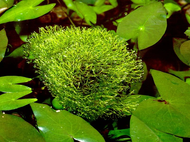 Teichlebermoos / Riccia Fluitans In Einer 125 Ml Moos Dose – Bild 3