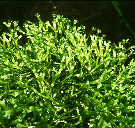 Teichlebermoos / Riccia Fluitans In Einer 125 Ml Moos Dose – Bild 4