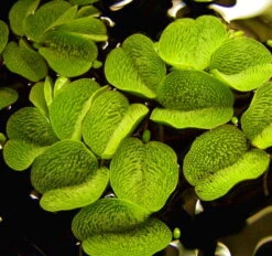 XL In-Vitro Kleiner Büschelfarn / Salvinia Minima