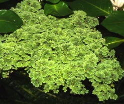 Großer Moos-Farn, Feenmoos / Azolla Caroliniana (filiculoides)