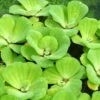 Muschelblume - Wassersalat - Grüne Wasserrose / Pistia Stratiotes