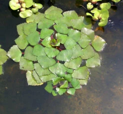 Wassernuss - Wasserkastanie / Trapa Natans