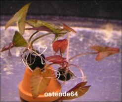 Roter Tigerlotus Mit Knolle+Blätter / Nymphaea Lotus Var. Rubra