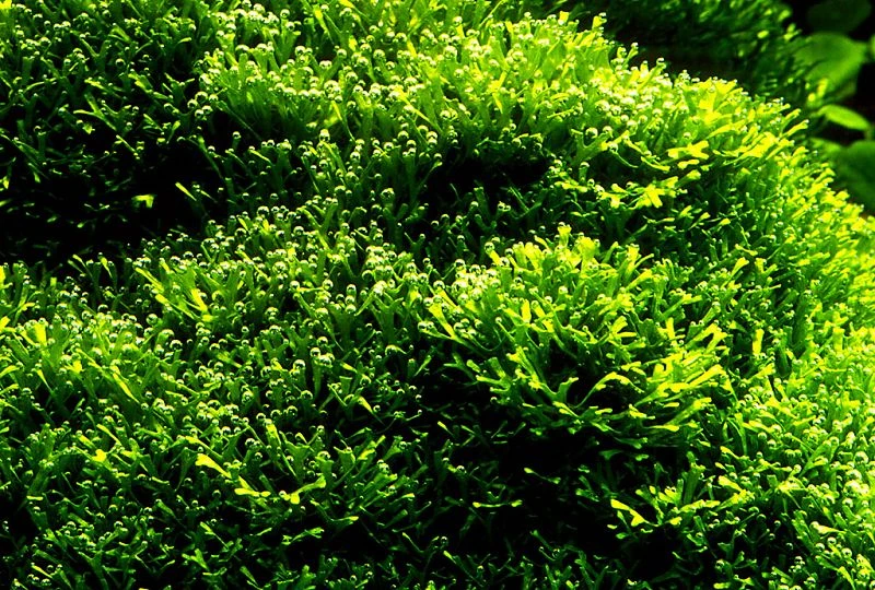 XL In-Vitro Kleines Teichlebermoos / Riccia Fluitans, Moos