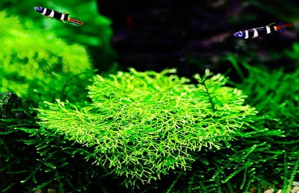 XL In-Vitro Kleines Teichlebermoos / Riccia Fluitans, Moos – Bild 2