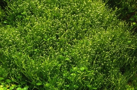 XL In-Vitro Kleines Teichlebermoos / Riccia Fluitans, Moos – Bild 3