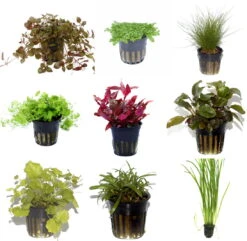 50 Wasserpflanzen, 5 Bunde Und 3 Topfpflanzen Für Ein 60 Liter Aquarium