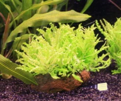 Kleiner Stern 'Daonoi' / Pogostemon Helferi Auf Lavastein - Gr. M