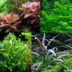 Bizarres Wasserpflanzen Sortiment - 4 Töpfe, Set Incl. Roten Pflanzen