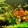 Unterwasser-Landschaft Lotuswelt Für Ein 400 Liter Aquarium