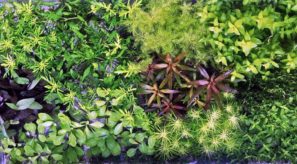 Unterwasser-Landschaft Holland-Aquarium Für Ein 60 Liter Aquarium – Bild 3