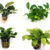 Anubias Quartett: 4x Anubias-Töpfe = Barteri + Nana + Petite + Golden, Barschfeste Wasserpflanzen