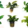 Anubias Sextett: 6x Anubias-Töpfe = Barteri + Nana + Petite + Golden + Coffeefolia + Congensis, Barschfeste Wasserpflanzen