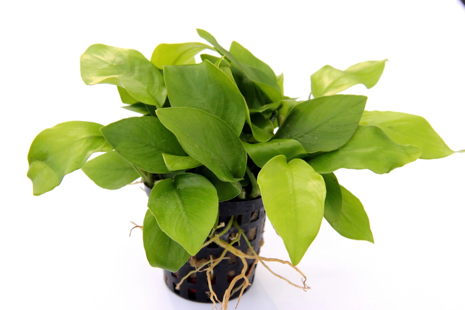 Anubias Sextett: 6x Anubias-Töpfe = Barteri + Nana + Petite + Golden + Coffeefolia + Congensis, Barschfeste Wasserpflanzen – Bild 7