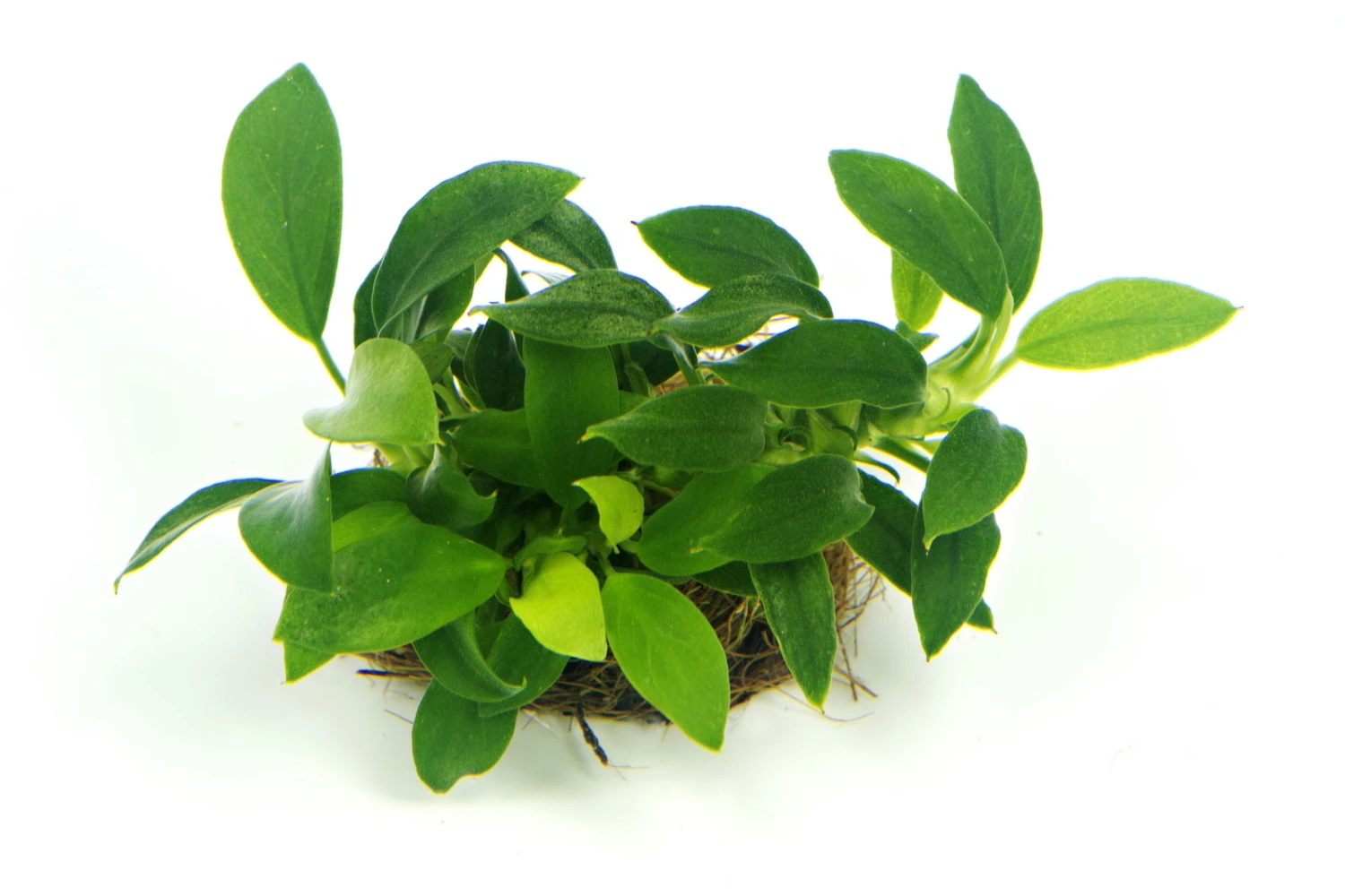 Anubias Sextett: 6x Anubias-Töpfe = Barteri + Nana + Petite + Golden + Coffeefolia + Congensis, Barschfeste Wasserpflanzen – Bild 5