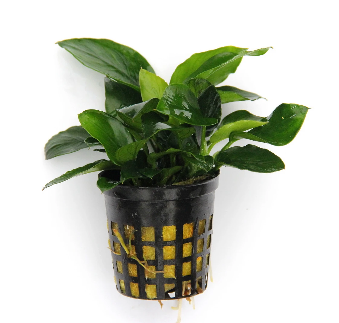 Anubias Sextett: 6x Anubias-Töpfe = Barteri + Nana + Petite + Golden + Coffeefolia + Congensis, Barschfeste Wasserpflanzen – Bild 6