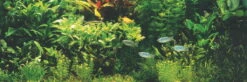 Holland-Aquarium - Pflanzenlandschaft Für Ein 160-200 Liter Aquarium