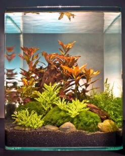 In-Vitro Ludwigia Cube 30 Liter - Pflanzenlandschaft Für Einen 30 Liter Nano Cube