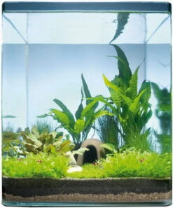 Java Paradise 30 Liter - Pflanzenlandschaft Für Einen 30 Liter Nano Cube