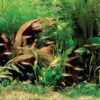 Rotmäulchen-Bucht - Pflanzenlandschaft Für Ein 160-200 Liter Aquarium
