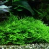In-Vitro Stachelmoos / Taxiphyllum Spec. Spiky-Moss, Moos